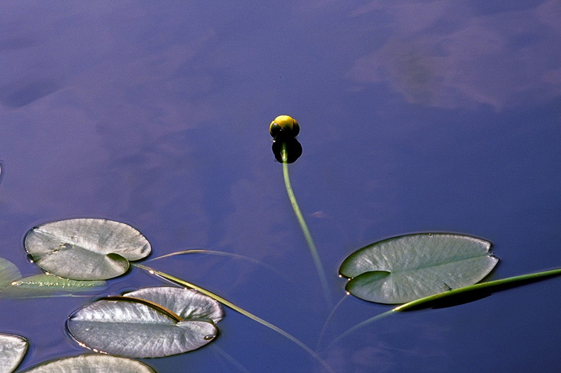 Water Lilies_001.jpg